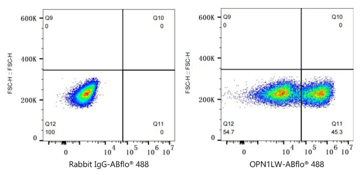 ABflo® 488 Rabbit anti-Human OPN1LW/OPN1MW mAb