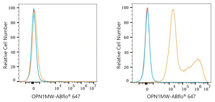 ABflo® 647 Rabbit anti-Human OPN1LW/OPN1MW mAb