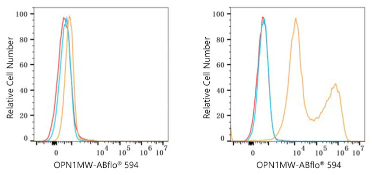 ABflo® 594 Rabbit anti-Human OPN1LW/OPN1MW mAb