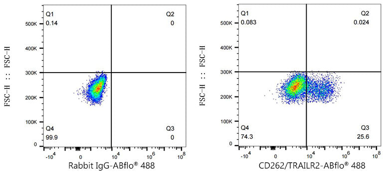ABflo® 488 Rabbit anti-Mouse CD262/TRAILR2 mAb