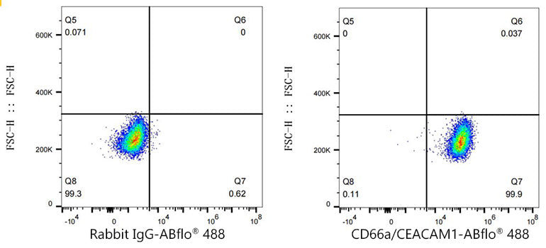 ABflo® 488 Rabbit anti-Human CD66a/CEACAM1 mAb
