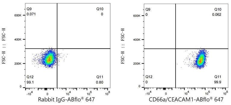 ABflo® 647 Rabbit anti-Human CD66a/CEACAM1 mAb