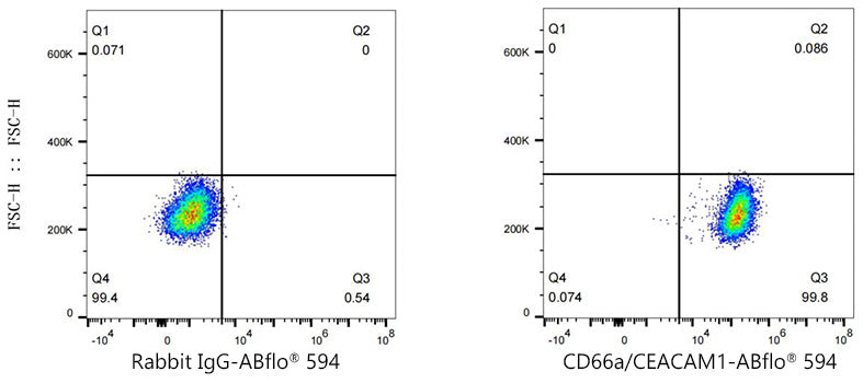 ABflo® 594 Rabbit anti-Human CD66a/CEACAM1 mAb