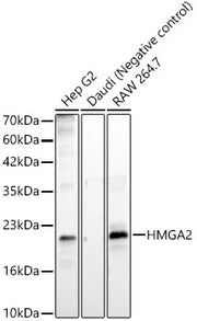 HMGA2 Rabbit mAb