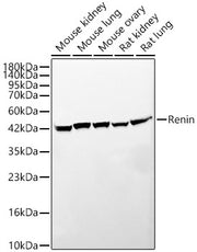 Renin Rabbit mAb