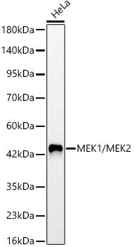 MEK1/MEK2 Rabbit mAb