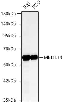 [KD Validated] METTL14 Rabbit mAb