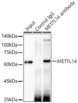 [KD Validated] METTL14 Rabbit mAb