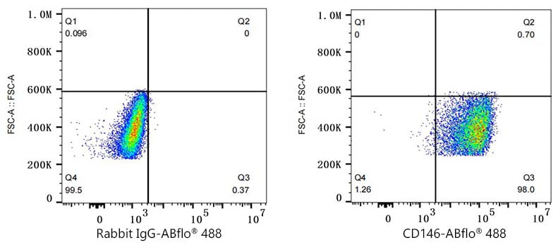 ABflo® 488 Rabbit anti-Mouse CD146 mAb