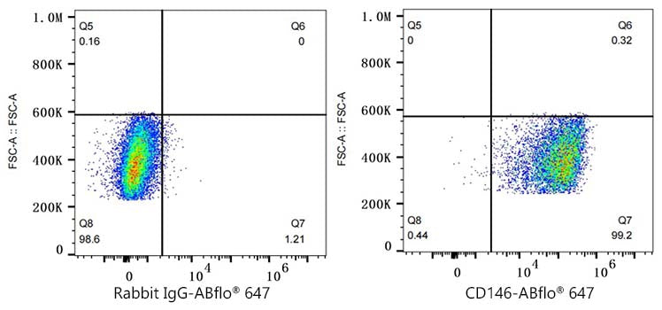 ABflo® 647 Rabbit anti-Mouse CD146 mAb