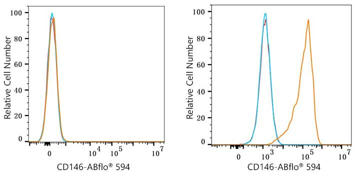 ABflo® 594 Rabbit anti-Mouse CD146 mAb