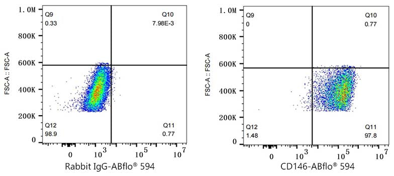 ABflo® 594 Rabbit anti-Mouse CD146 mAb