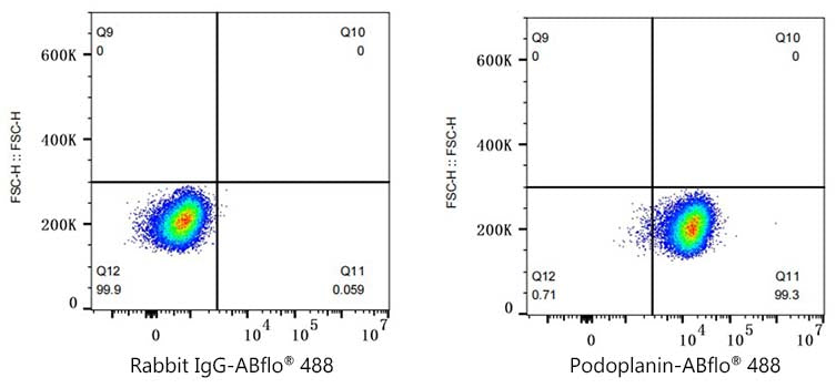 ABflo® 488 Rabbit anti-Human Podoplanin mAb