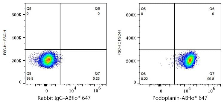 ABflo® 647 Rabbit anti-Human Podoplanin mAb