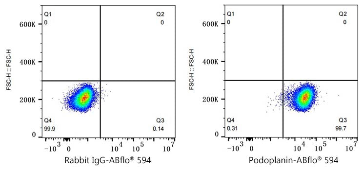 ABflo® 594 Rabbit anti-Human Podoplanin mAb