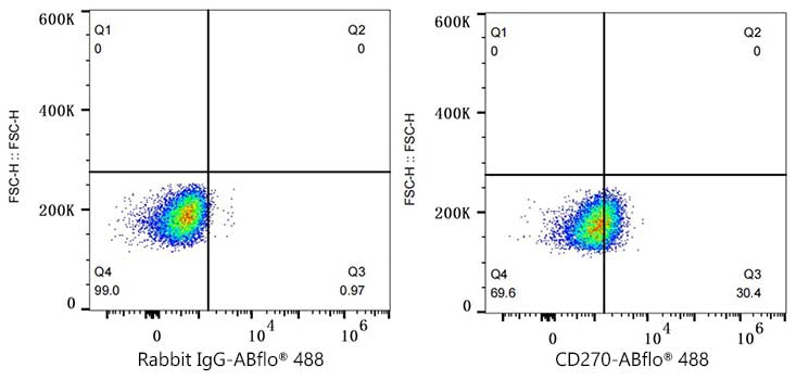 ABflo® 488 Rabbit anti-Human CD270/HVEM mAb