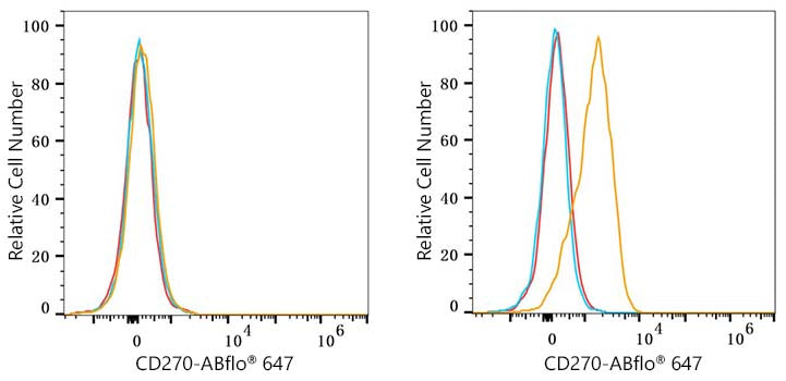 ABflo® 647 Rabbit anti-Human CD270/HVEM mAb