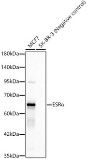 ESRα Rabbit mAb