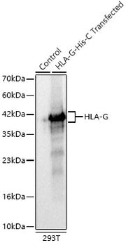 HLA-G Rabbit mAb