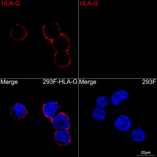 HLA-G Rabbit mAb