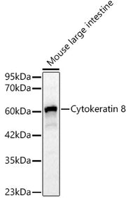 [KO Validated] Cytokeratin 8 Rabbit pAb