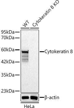 [KO Validated] Cytokeratin 8 Rabbit pAb