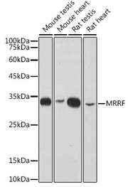 MRRF Rabbit mAb