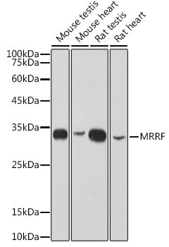 MRRF Rabbit mAb