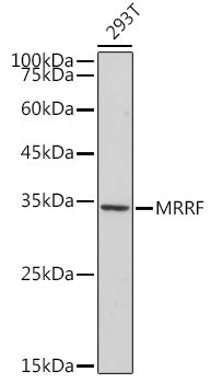 MRRF Rabbit mAb