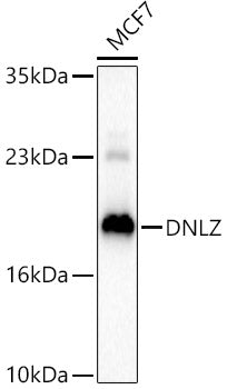 DNLZ Rabbit pAb