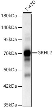 GRHL2 Rabbit pAb