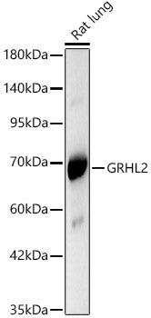 GRHL2 Rabbit pAb