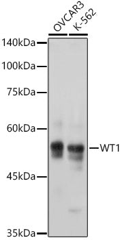 WT1 Rabbit mAb