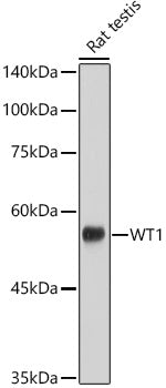 WT1 Rabbit mAb