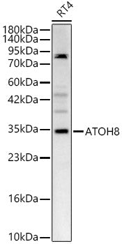 ATOH8 Rabbit pAb