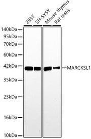 MARCKSL1 Rabbit pAb