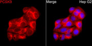 PCSK9 Rabbit pAb