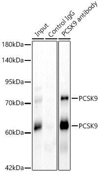 PCSK9 Rabbit pAb