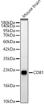 CD81 Rabbit pAb
