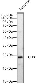 CD81 Rabbit pAb