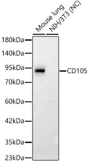 CD105 Rabbit pAb