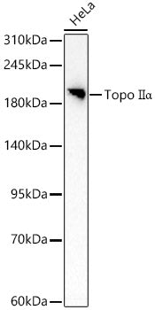 Topo IIα  Rabbit pAb