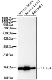 [KO Validated] COX5A Rabbit pAb