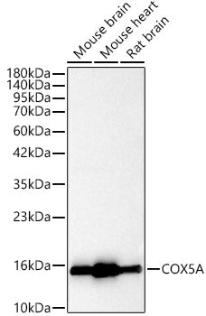 [KO Validated] COX5A Rabbit pAb