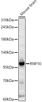RNF10 Rabbit pAb