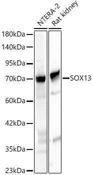 SOX13 Rabbit pAb