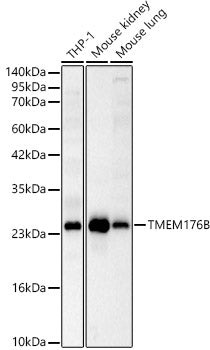 TMEM176B Rabbit pAb