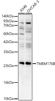 TMEM176B Rabbit pAb
