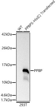 PPBP Rabbit pAb