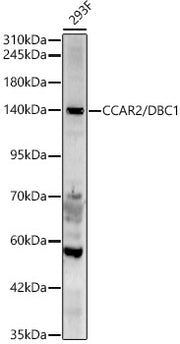 CCAR2/DBC1 Rabbit pAb